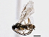 ( - BIOUG04442-D09)  @14 [ ] CreativeCommons - Attribution (2014) CBG Photography Group Centre for Biodiversity Genomics