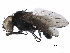  ( - BIOUG04855-C06)  @11 [ ] CreativeCommons - Attribution (2017) CBG Photography Group Centre for Biodiversity Genomics
