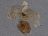  ( - BIOUG06190-A09)  @12 [ ] CreativeCommons - Attribution (2014) CBG Photography Group Centre for Biodiversity Genomics