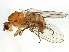  (Suillia loewi - BIOUG06197-G02)  @15 [ ] CreativeCommons - Attribution (2014) CBG Photography Group Centre for Biodiversity Genomics