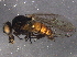  ( - BIOUG06327-A04)  @13 [ ] CreativeCommons - Attribution (2014) CBG Photography Group Centre for Biodiversity Genomics