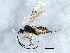  ( - BIOUG06140-B01)  @13 [ ] CreativeCommons - Attribution (2014) CBG Photography Group Centre for Biodiversity Genomics