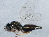  (Pteromalus phycidis - BIOUG06250-E05)  @15 [ ] CreativeCommons - Attribution (2014) CBG Photography Group Centre for Biodiversity Genomics