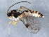  (Proclitus ardentis - BIOUG06098-E08)  @15 [ ] CreativeCommons - Attribution (2014) CBG Photography Group Centre for Biodiversity Genomics
