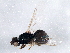  ( - BIOUG06556-C02)  @13 [ ] CreativeCommons - Attribution (2014) CBG Photography Group Centre for Biodiversity Genomics