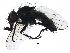  (Drymeia sp. nov. nr aldrichi - BIOUG24515-E07)  @14 [ ] CreativeCommons - Attribution (2016) CBG Photography Group Centre for Biodiversity Genomics