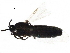  (Thripomorpha - BIOUG24554-A06)  @13 [ ] CreativeCommons - Attribution (2016) CBG Photography Group Centre for Biodiversity Genomics