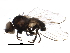  (Metopomyza - BIOUG25050-G12)  @14 [ ] CreativeCommons - Attribution (2016) CBG Photography Group Centre for Biodiversity Genomics