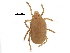  (Calyptostomatidae - BIOUG25124-G08)  @15 [ ] CreativeCommons - Attribution (2016) CBG Photography Group Centre for Biodiversity Genomics