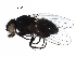 ( - BIOUG12882-F03)  @11 [ ] CreativeCommons - Attribution (2017) CBG Photography Group Centre for Biodiversity Genomics