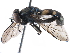  ( - BIOUG13218-D06)  @11 [ ] CreativeCommons - Attribution (2016) CBG Photography Group Centre for Biodiversity Genomics
