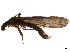  ( - BIOUG12900-C03)  @11 [ ] CreativeCommons - Attribution (2019) CBG Photography Group Centre for Biodiversity Genomics