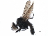  ( - BIOUG13238-A12)  @15 [ ] CreativeCommons - Attribution (2017) CBG Photography Group Centre for Biodiversity Genomics