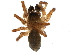  ( - BIOUG13326-H04)  @14 [ ] CreativeCommons - Attribution (2014) CBG Photography Group Centre for Biodiversity Genomics