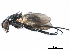  ( - BIOUG13333-A07)  @15 [ ] CreativeCommons - Attribution (2017) CBG Photography Group Centre for Biodiversity Genomics
