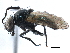  ( - BIOUG13333-C06)  @14 [ ] CreativeCommons - Attribution (2017) CBG Photography Group Centre for Biodiversity Genomics
