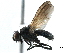  ( - BIOUG13333-E07)  @15 [ ] CreativeCommons - Attribution (2017) CBG Photography Group Centre for Biodiversity Genomics