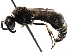  ( - BIOUG13335-D09)  @13 [ ] CreativeCommons - Attribution (2016) CBG Photography Group Centre for Biodiversity Genomics