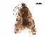  ( - BIOUG13404-G01)  @12 [ ] CreativeCommons - Attribution (2018) CBG Photography Group Centre for Biodiversity Genomics