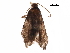  ( - BIOUG13404-H11)  @12 [ ] CreativeCommons - Attribution (2018) CBG Photography Group Centre for Biodiversity Genomics