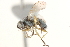  ( - BIOUG13410-D06)  @15 [ ] CreativeCommons - Attribution (2015) CBG Photography Group Centre for Biodiversity Genomics