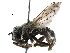  (Microdon cothurnatus - BIOUG13482-A06)  @14 [ ] CreativeCommons - Attribution (2016) CBG Photography Group Centre for Biodiversity Genomics