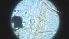 ( - CH-0000697-B12)  @12 [ ] Copyright (2018) Oscar Mikery El Colegio de la Frontera Sur