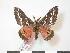  ( - PD-BC 225)  @14 [ ] Copyright (2010) Unspecified Research Collection of Philippe Darge