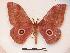  ( - PD-BC 099)  @14 [ ] Copyright (2010) Unspecified Research Collection of Philippe Darge