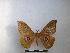  ( - PD-BC-1952)  @13 [ ] Copyright (2010) Unspecified Research Collection of Philippe Darge