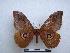  ( - PD-BC-1960)  @14 [ ] Copyright (2010) Unspecified Research Collection of Philippe Darge