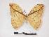  (Pselaphelia gemmifera - PD-BC 1019)  @14 [ ] Copyright (2010) Unspecified Research Collection of Philippe Darge