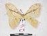  (Pselaphelia arenivaga - PD-BC 1027)  @14 [ ] Copyright (2010) Unspecified Research Collection of Philippe Darge
