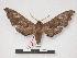  ( - PD-BC 238)  @13 [ ] Copyright (2010) Unspecified Research Collection of Philippe Darge