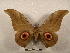  (Lobobunaea phaedusa desfontainei - PD-BC 2219)  @14 [ ] Copyright (2010) Unspecified Research Collection of Philippe Darge