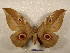  (Lobobunaea phaedusa minutissima - PD-BC 2224)  @14 [ ] Copyright (2010) Unspecified Research Collection of Philippe Darge