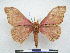  ( - PD-BC 2735)  @13 [ ] Copyright (2010) Unspecified Research Collection of Philippe Darge