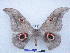  ( - PD-BC 2747)  @13 [ ] Copyright (2010) Unspecified Research Collection of Philippe Darge