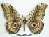  ( - PD-BC 2825)  @13 [ ] Copyright (2010) Unspecified Research Collection of Philippe Darge