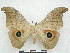  (Lobobunaea rosea - PD-BC 2861)  @15 [ ] Copyright (2010) Unspecified Research Collection of Philippe Darge