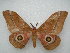  ( - PD-BC 2503)  @14 [ ] Copyright (2010) Unspecified Research Collection of Philippe Darge
