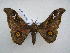  ( - PD-BC 2574)  @13 [ ] Copyright (2010) Unspecified Research Collection of Philippe Darge