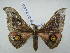  ( - PD-BC 2600)  @13 [ ] Copyright (2010) Unspecified Research Collection of Philippe Darge