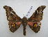  ( - PD-BC 2616)  @13 [ ] Copyright (2010) Unspecified Research Collection of Philippe Darge