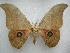  ( - PD-BC 2633)  @11 [ ] Copyright (2010) Unspecified Research Collection of Philippe Darge