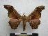  ( - PD-BC-1498)  @14 [ ] Copyright (2010) Unspecified Research Collection of Philippe Darge