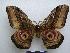  ( - PD-BC-1524)  @14 [ ] Copyright (2010) Unspecified Research Collection of Philippe Darge
