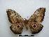  ( - PD-BC-1525)  @15 [ ] Copyright (2010) Unspecified Research Collection of Philippe Darge