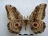  (Gynanisa hecqui - PD-BC-1526)  @15 [ ] Copyright (2010) Unspecified Research Collection of Philippe Darge