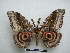  (Gynanisa nigra - PD-BC-1537)  @15 [ ] Copyright (2010) Unspecified Research Collection of Philippe Darge